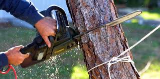 Why Choose Our Tree Removal Services in South Pasadena, FL?