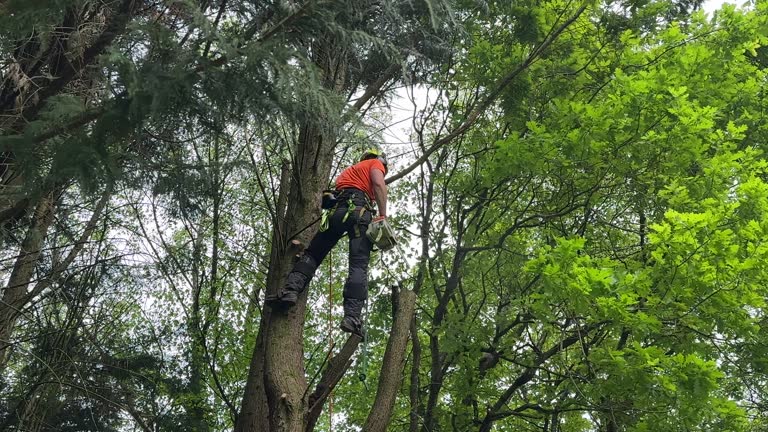 Mulching Services in South Pasadena, FL