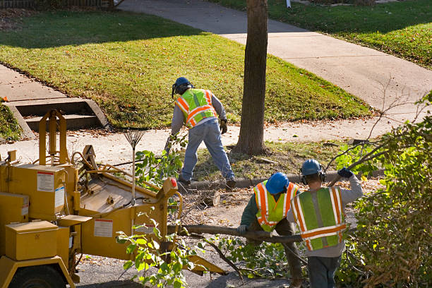 Best Lawn Disease Treatment  in South Pasadena, FL