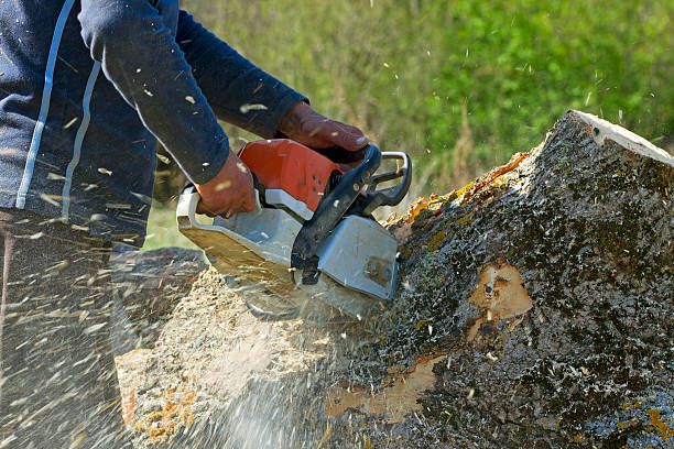 Reliable South Pasadena, FL  Tree Services Solutions